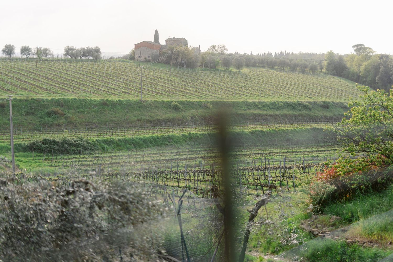 Rolling green vineyard hills stretch across the countryside with rows of grapevines and scattered trees in the distance.