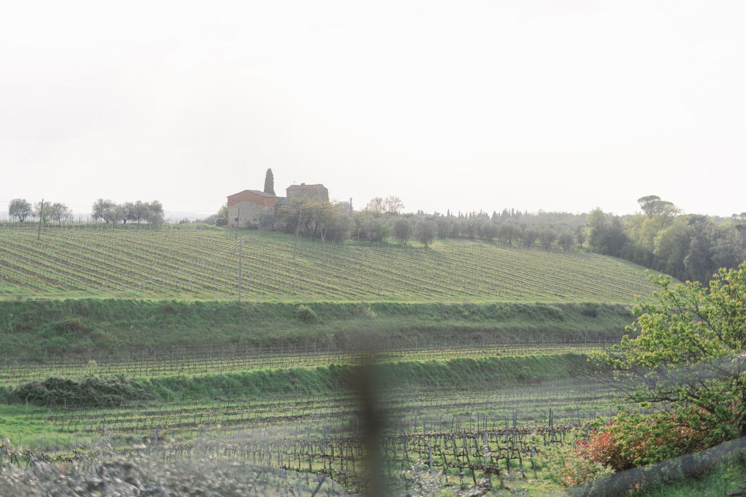 Terraced vineyard slopes stretching across green hills with distant buildings visible on the horizon.