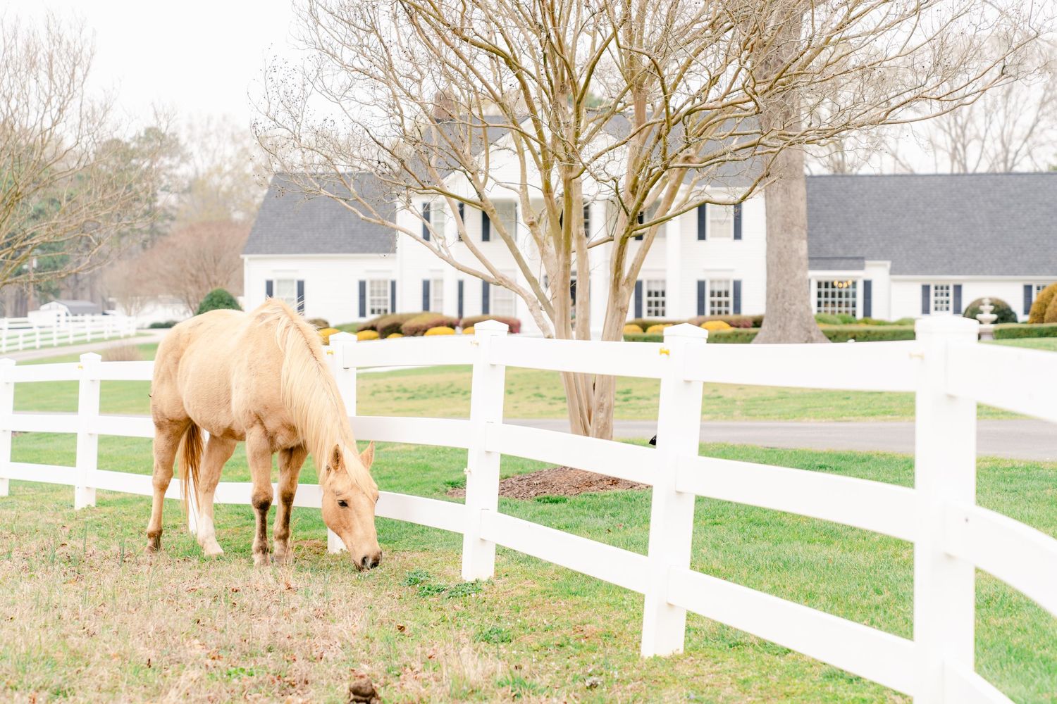 A palomino horse grazes beside a white fence in front of traditional homes with gray roofs and white siding.