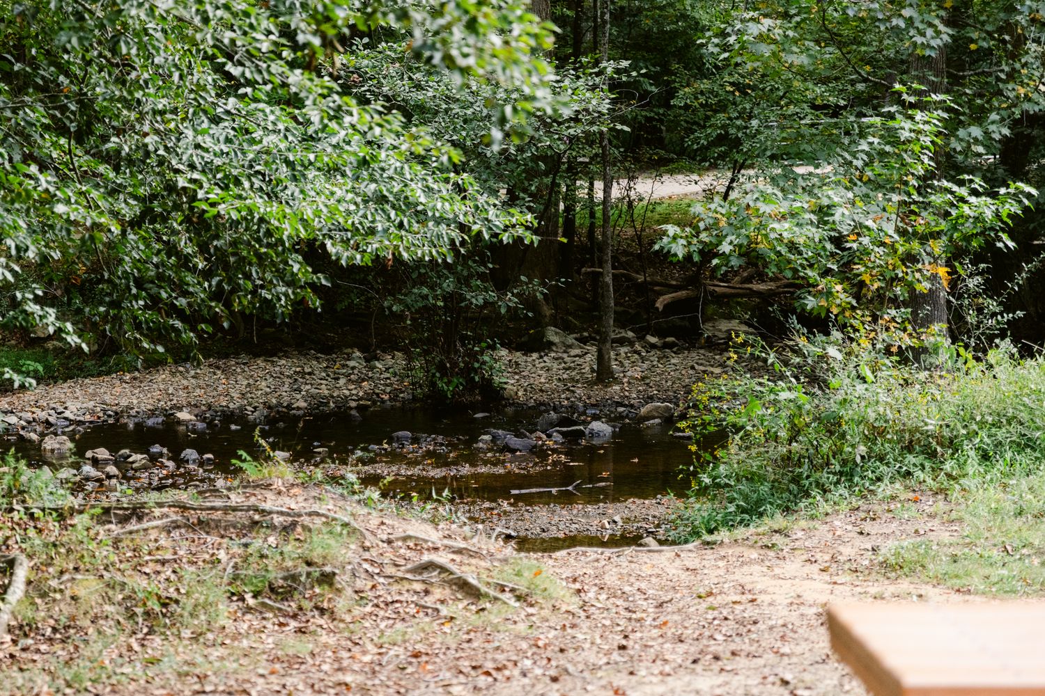A panoramic view of a peaceful woodland trail surrounded by lush green foliage and scattered fallen leaves.