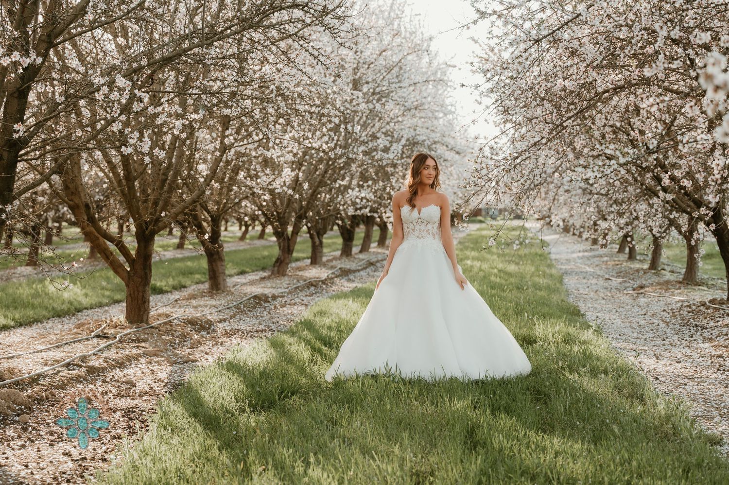 A bride in a white ballgown stands in an orchard of blooming trees on a spring day.