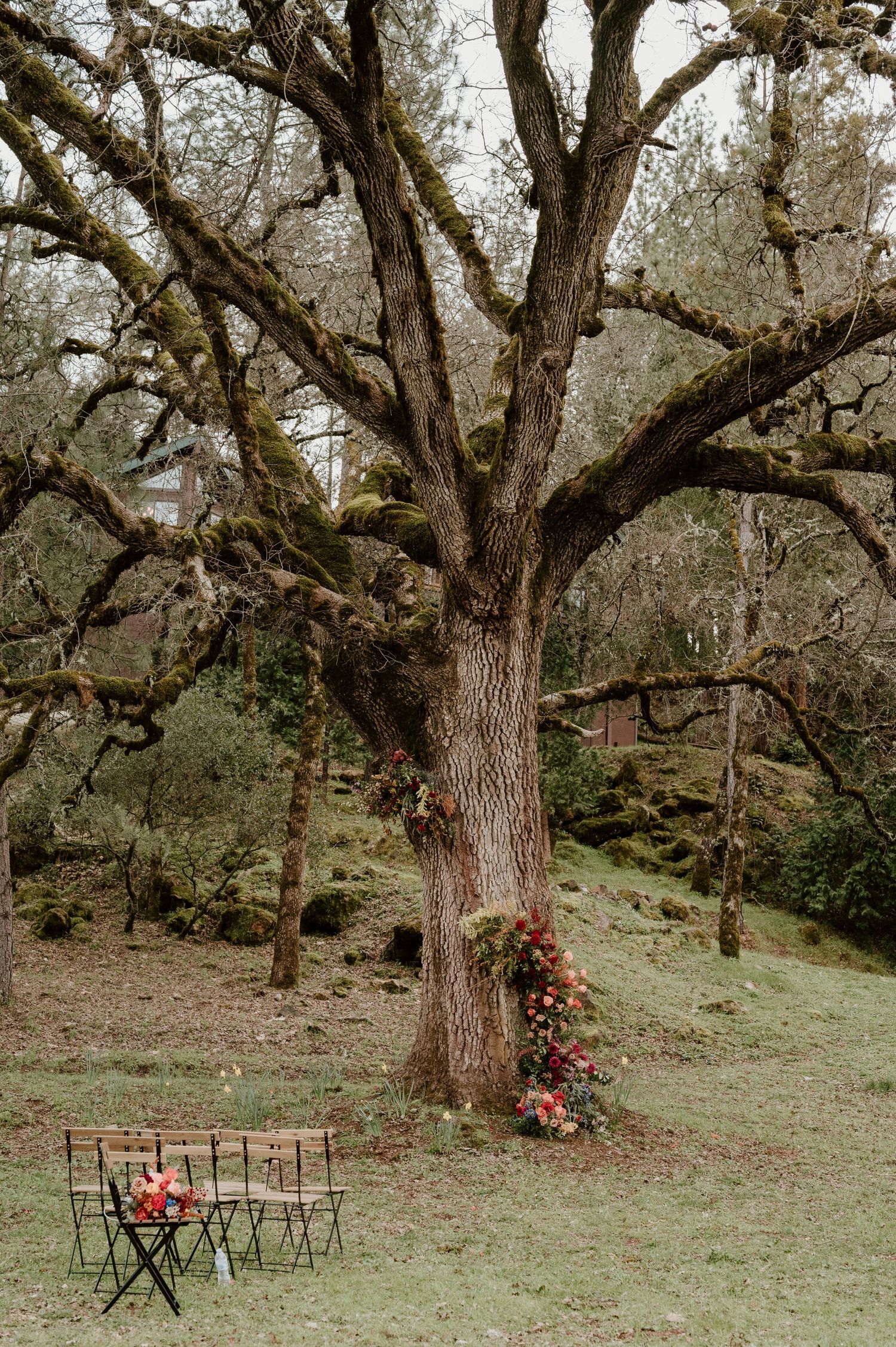 A romantic outdoor setting with vintage chairs beneath a large moss-covered tree decorated with pink flowers.