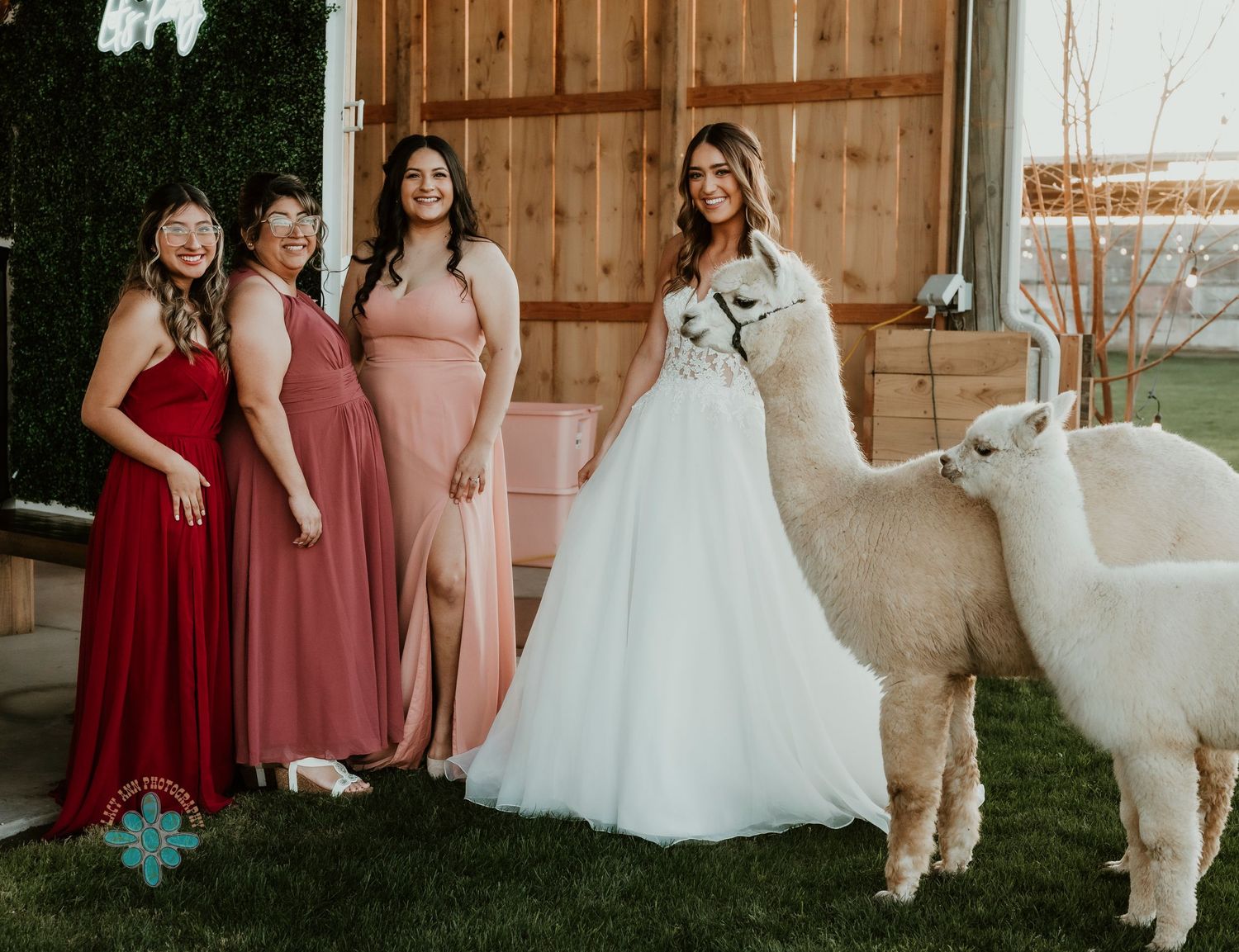 Wedding party with bridesmaids in red and pink dresses posing with alpacas outside a rustic barn.