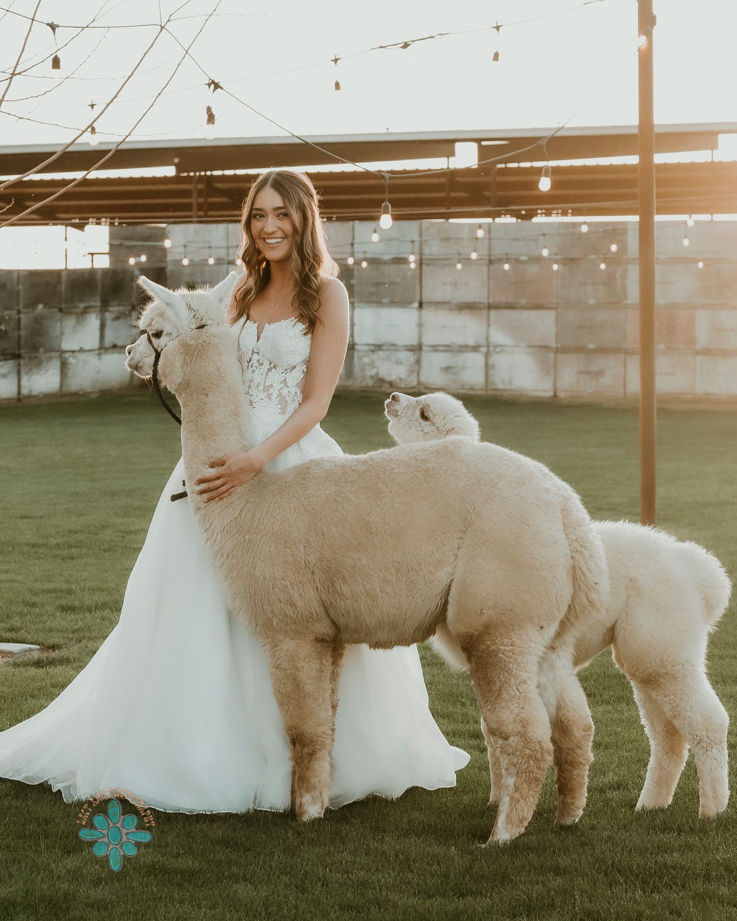 A bride in a flowing white gown poses with two fluffy alpacas on a grassy field at sunset.