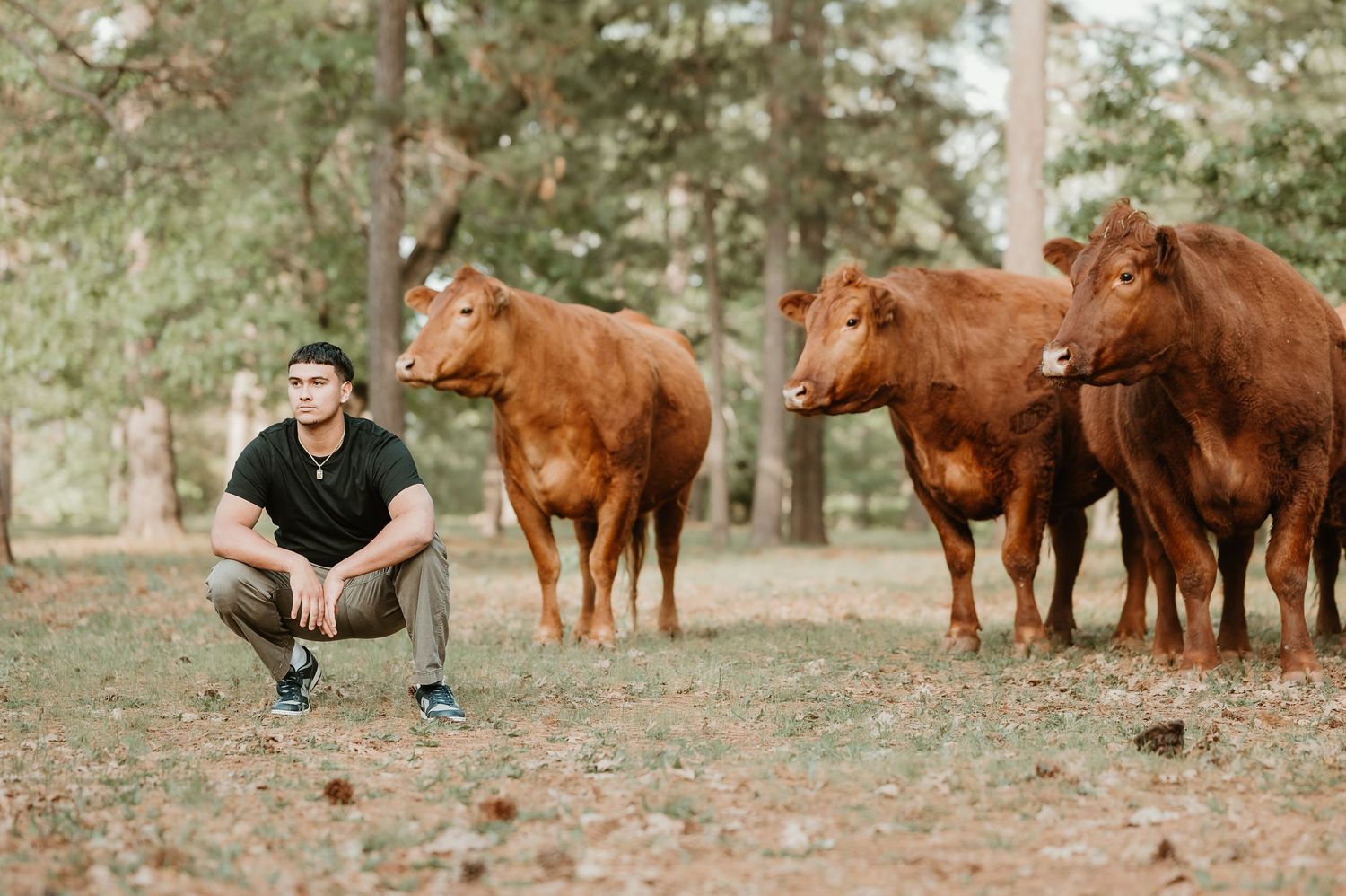 Highland cattle graze calmly in a peaceful meadow while someone sits nearby taking photographs in muted natural tones.