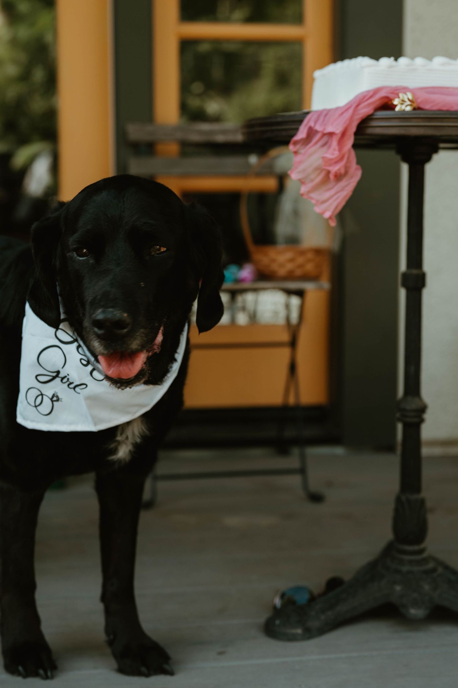 Black dog wearing formal wedding attire poses near dining table.