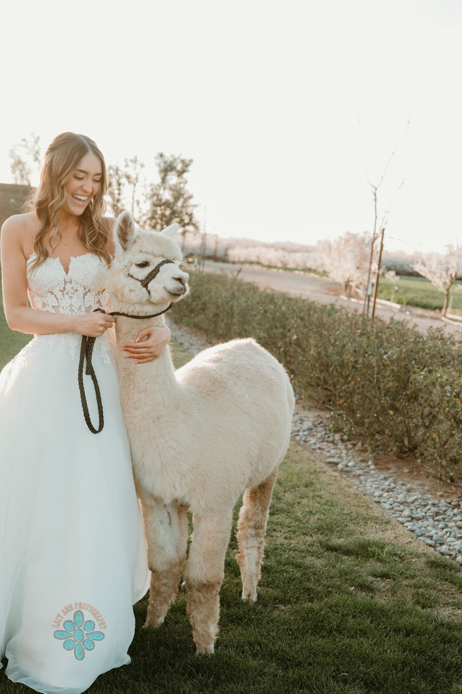 White llama standing next to person in wedding attire in outdoor setting at sunset.