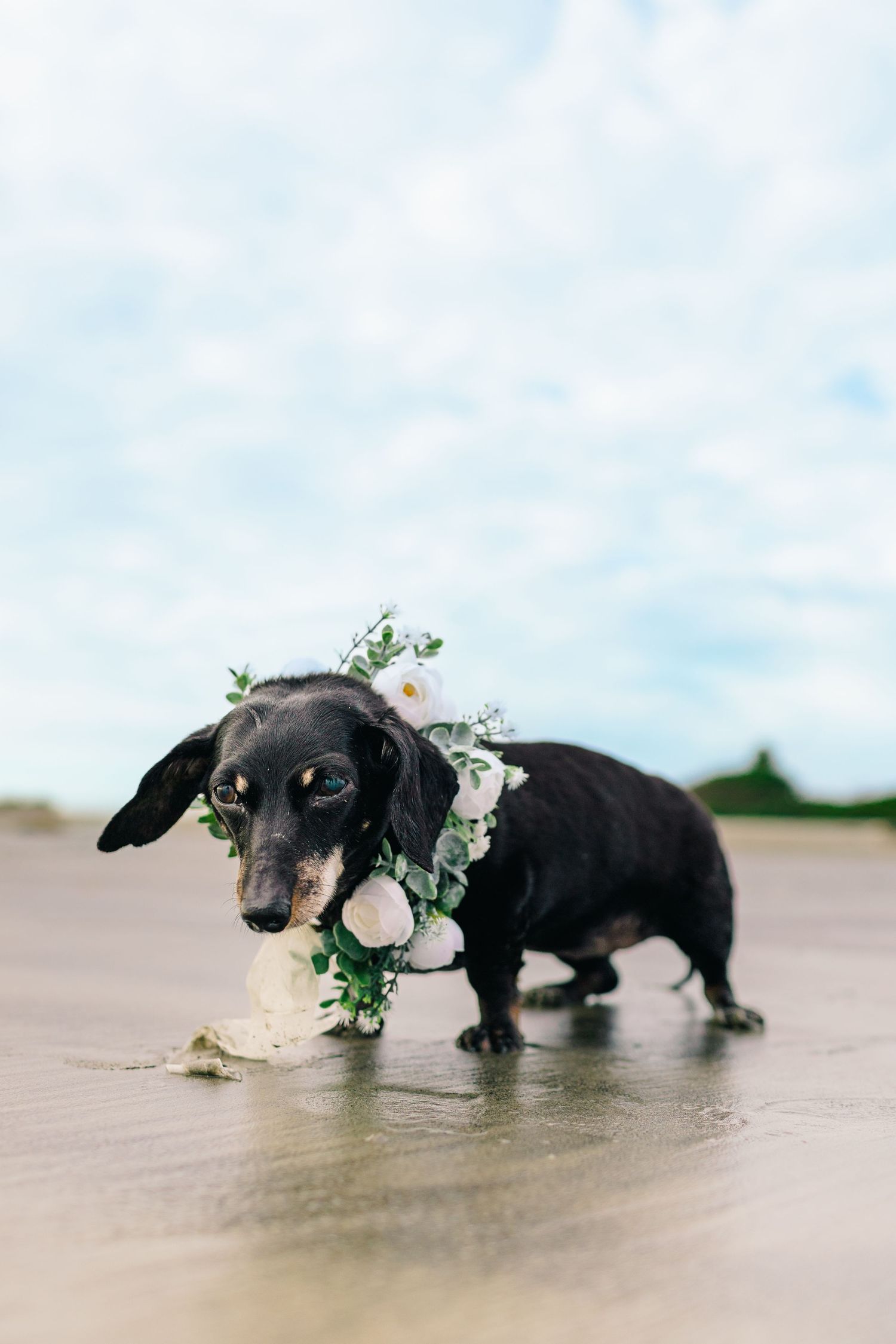 Multiple shots of a dachshund puppy lying on a beach with small white flowers and greenery decorating its collar.