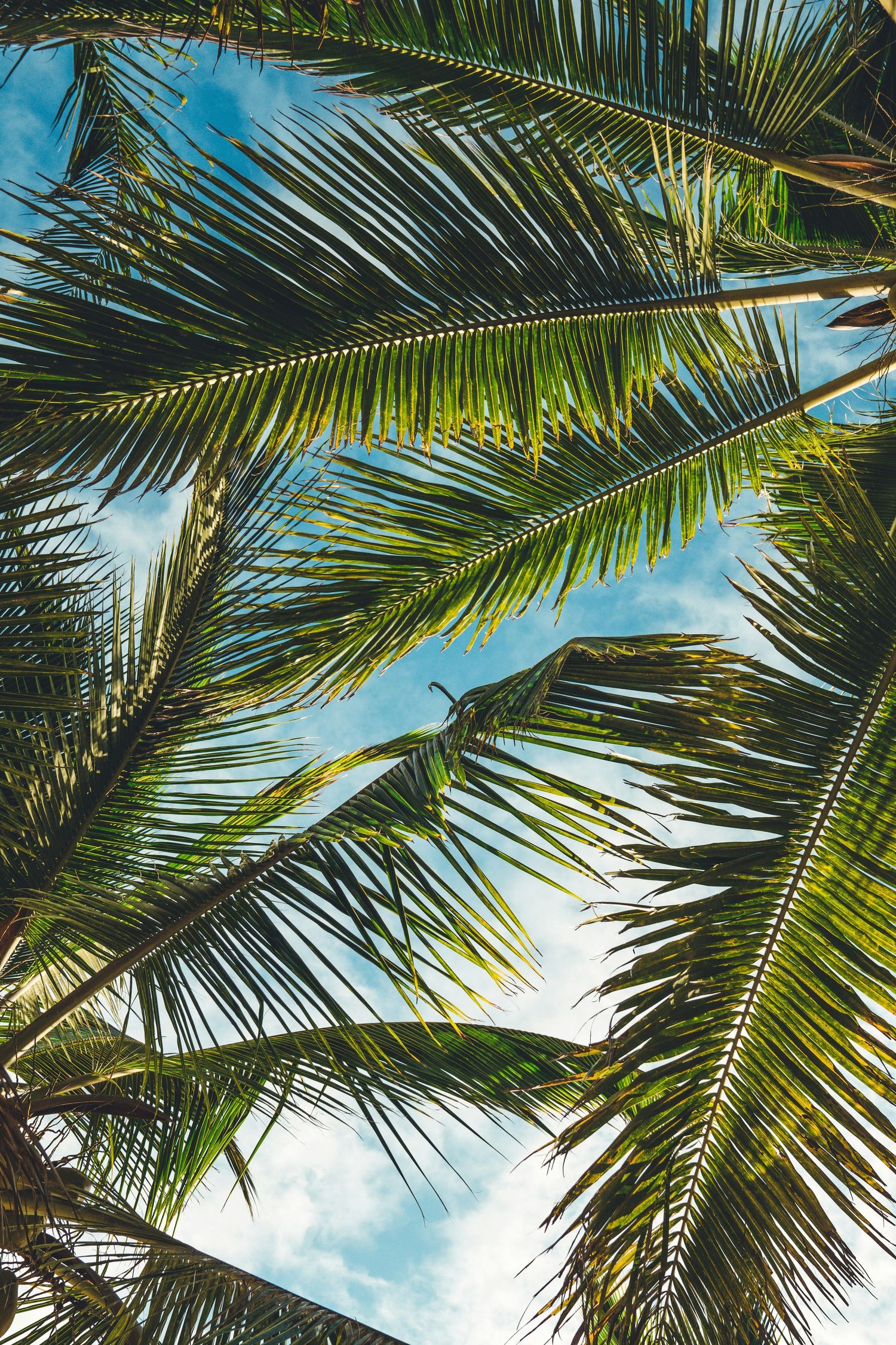 Palm fronds against bright blue sky creating natural tropical canopy.