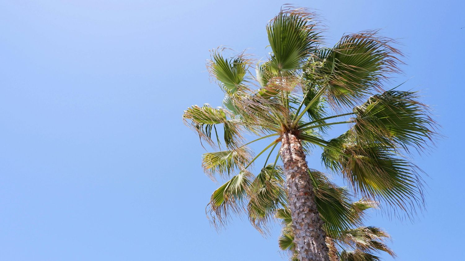 Palm tree fronds swaying against bright blue sky.