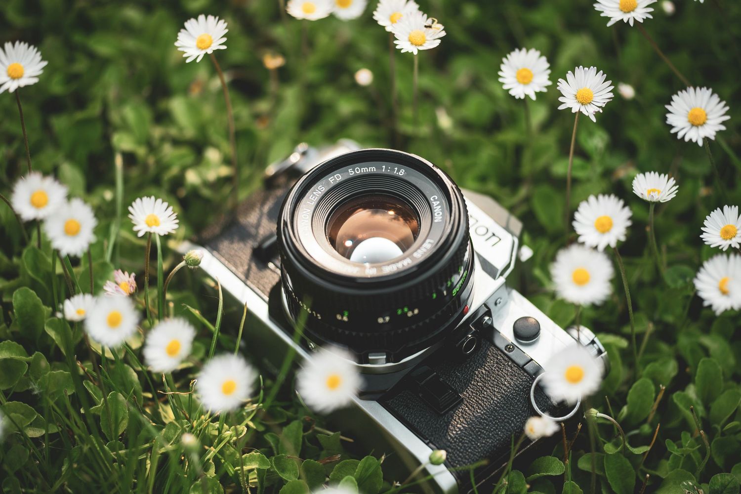 Vintage camera with lens lying among blooming white daisies in green grass.