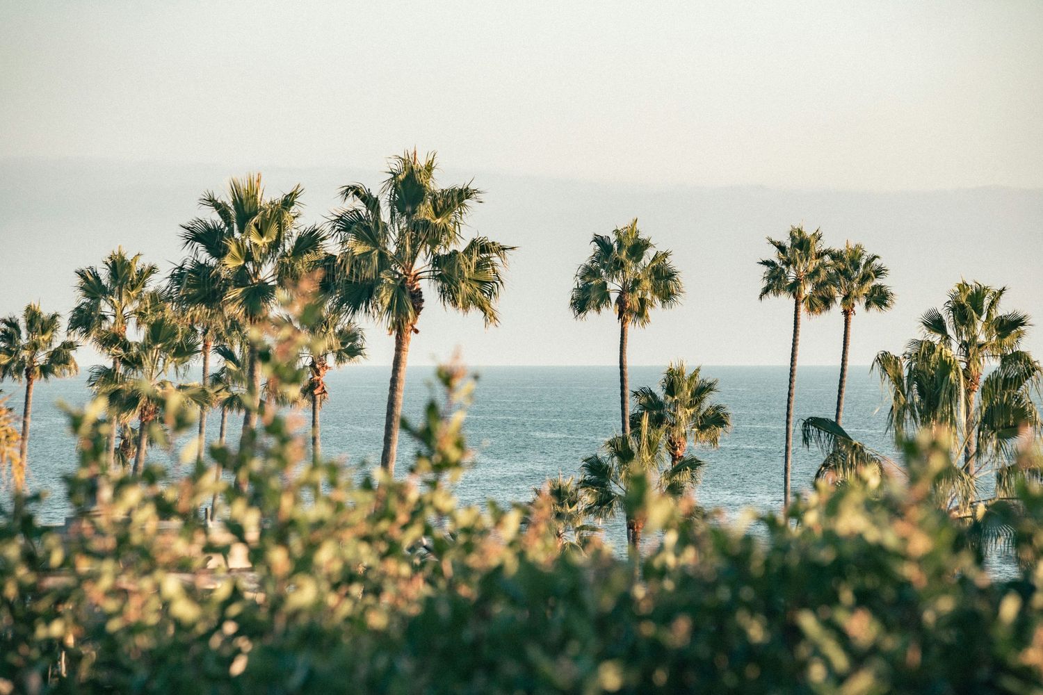 Palm trees silhouetted against a hazy ocean view with sunlit foliage in the foreground.
