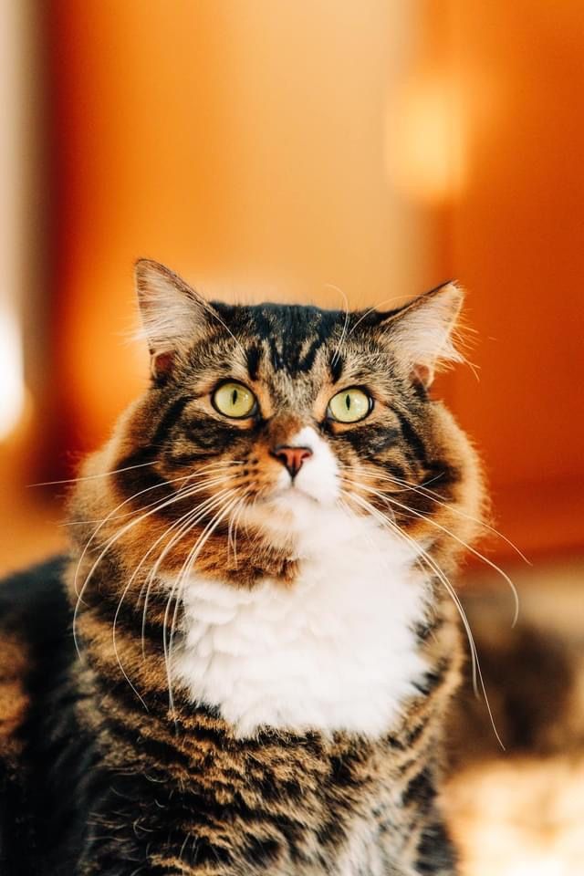 Close-up photo of a tabby cat's face progression from different angles against an orange background.