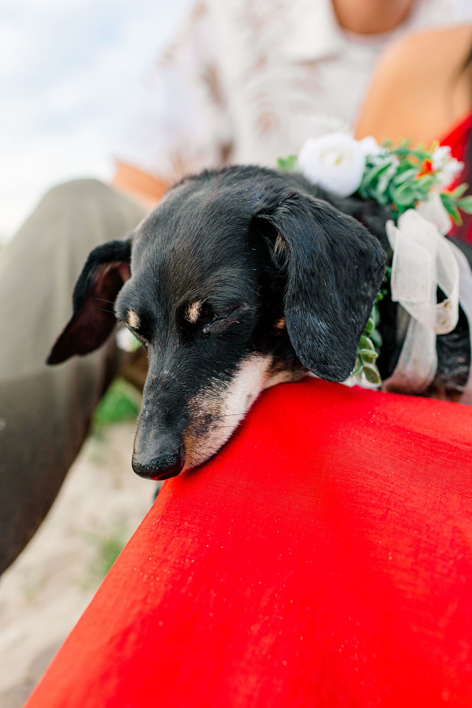A black dachshund puppy rests its head on a bright red cushion or pillow.