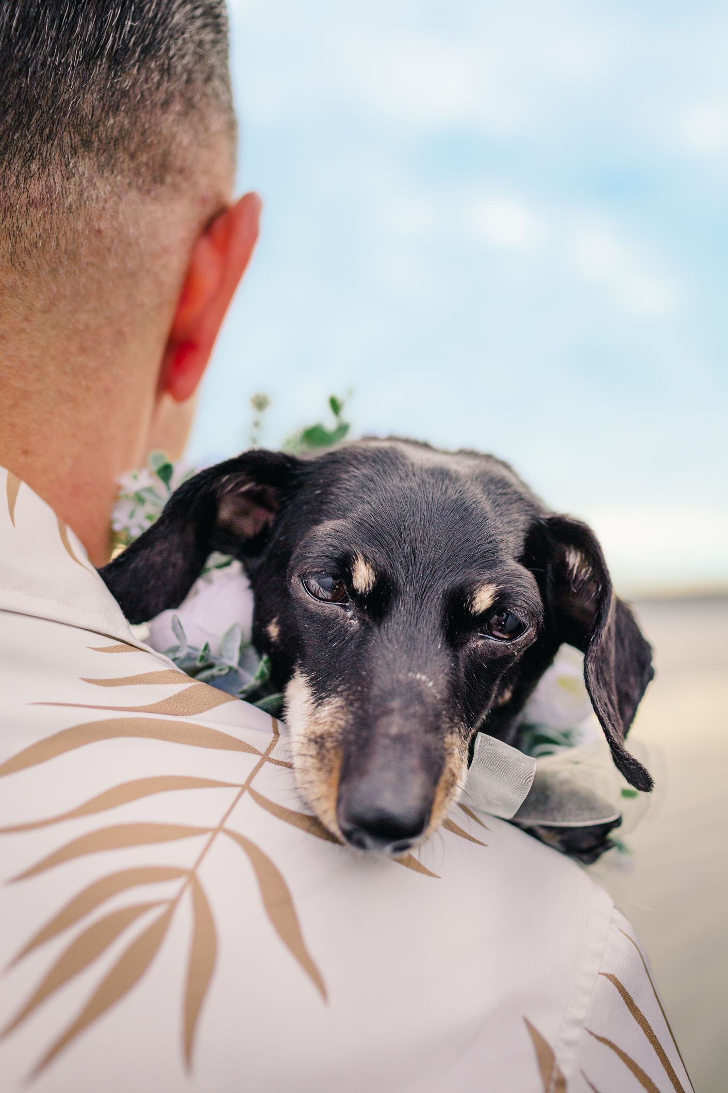 Close-up shots of a black puppy being lovingly held against someone's shoulder on a bright day outdoors.