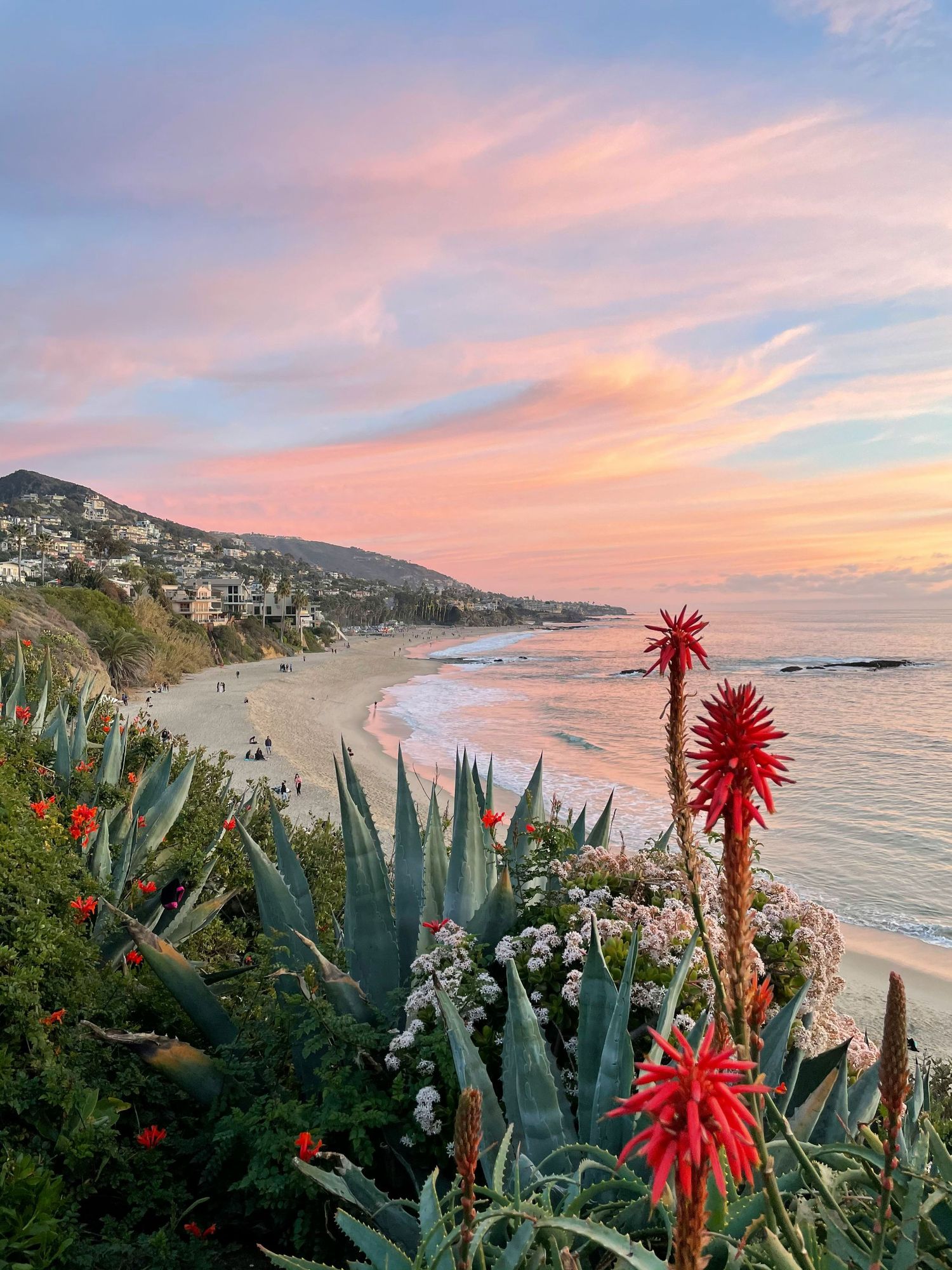 Coastal sunset view with red aloe plants and ocean waves along Laguna Beach.