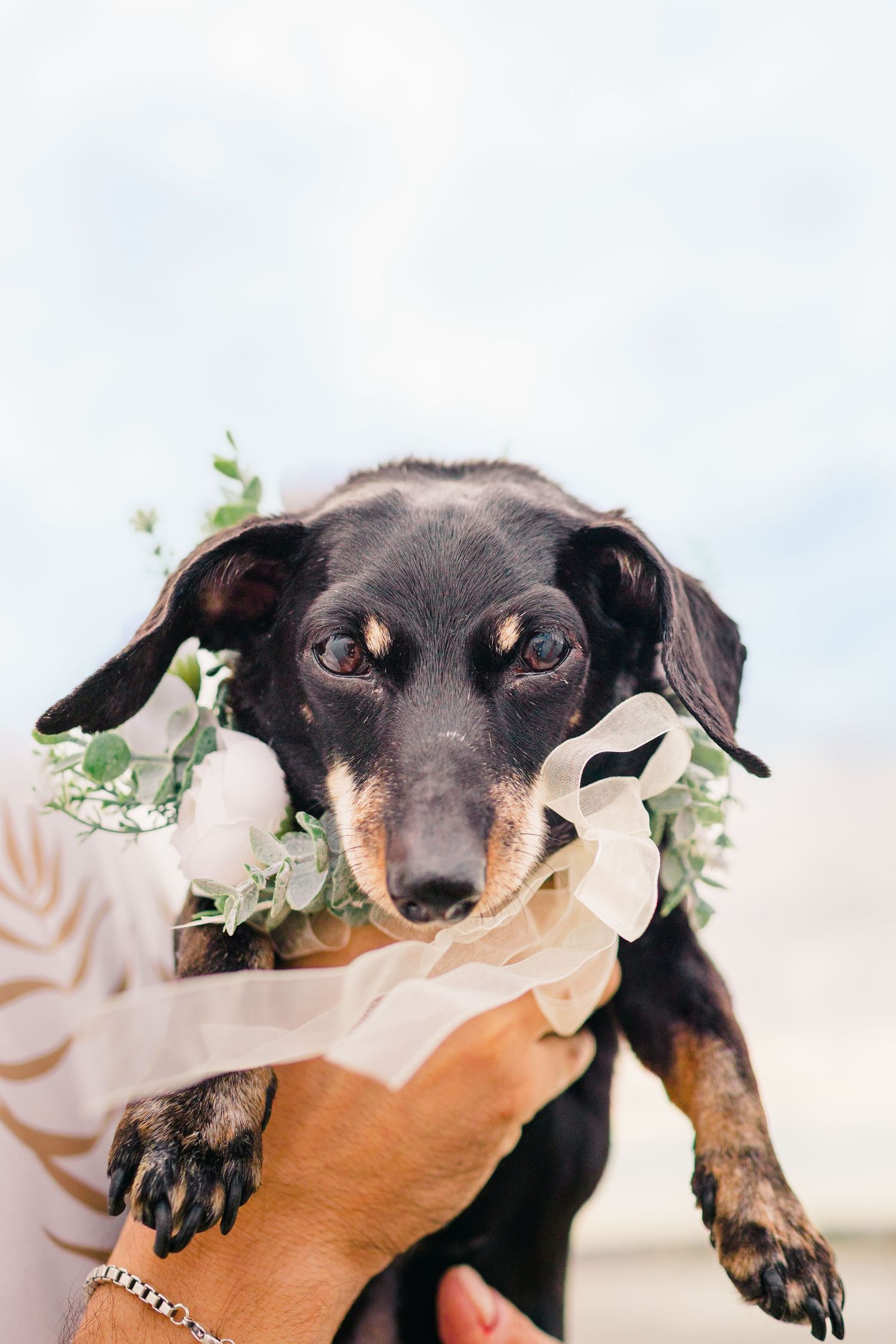 A black and tan dachshund puppy wearing a floral collar lies on a light colored surface with delicate white flowers.