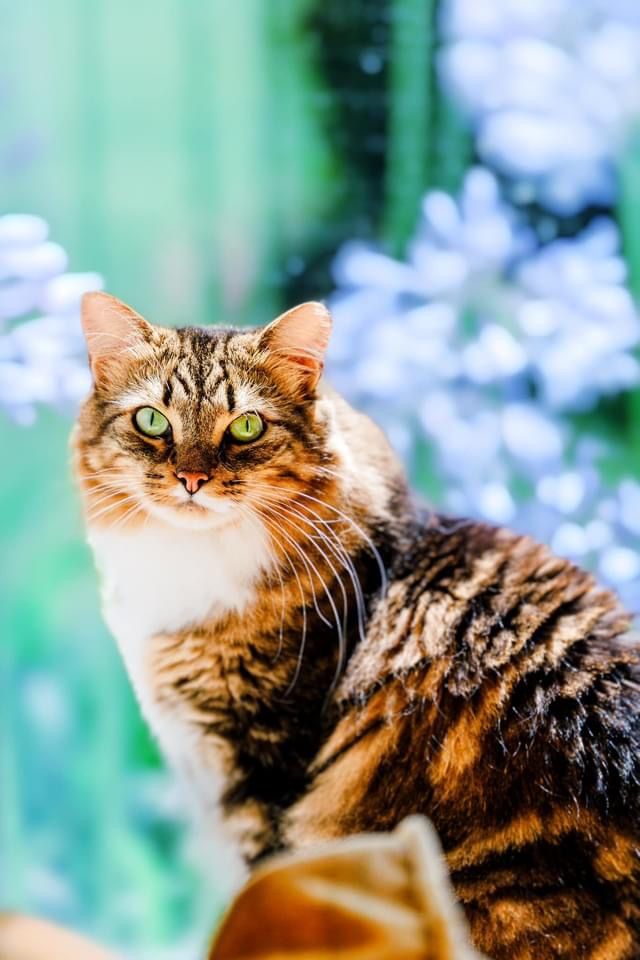A majestic long-haired tabby cat with bright green eyes gazes into the distance against a soft blue and green background.