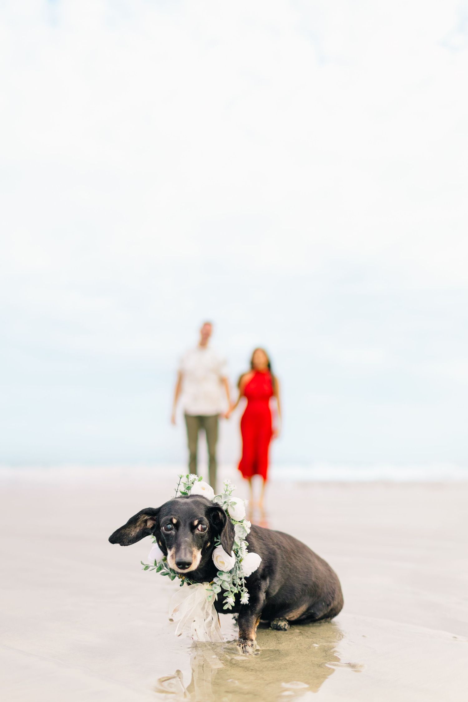 Black dachshund wearing flower collar sits in shallow water on beach with couple walking in background.