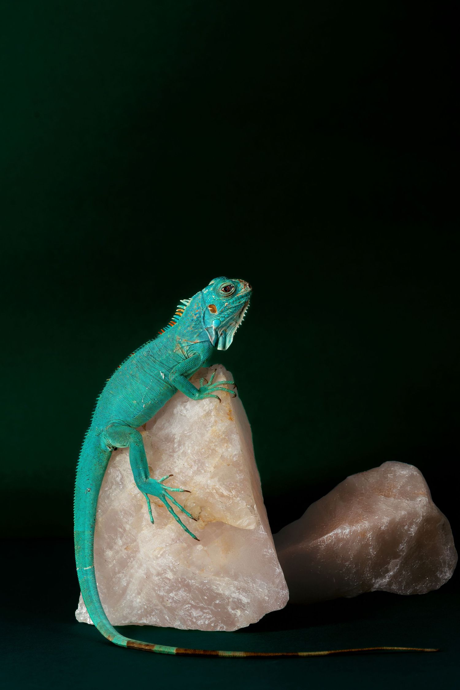Turquoise gecko lizard perched on pink crystal rock against dark background.
