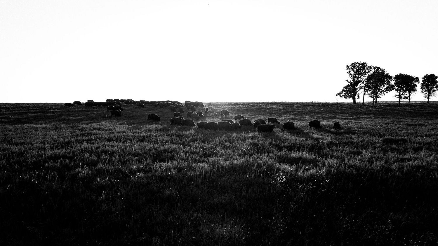 Minimalist black and white landscape with silhouetted trees on the horizon.