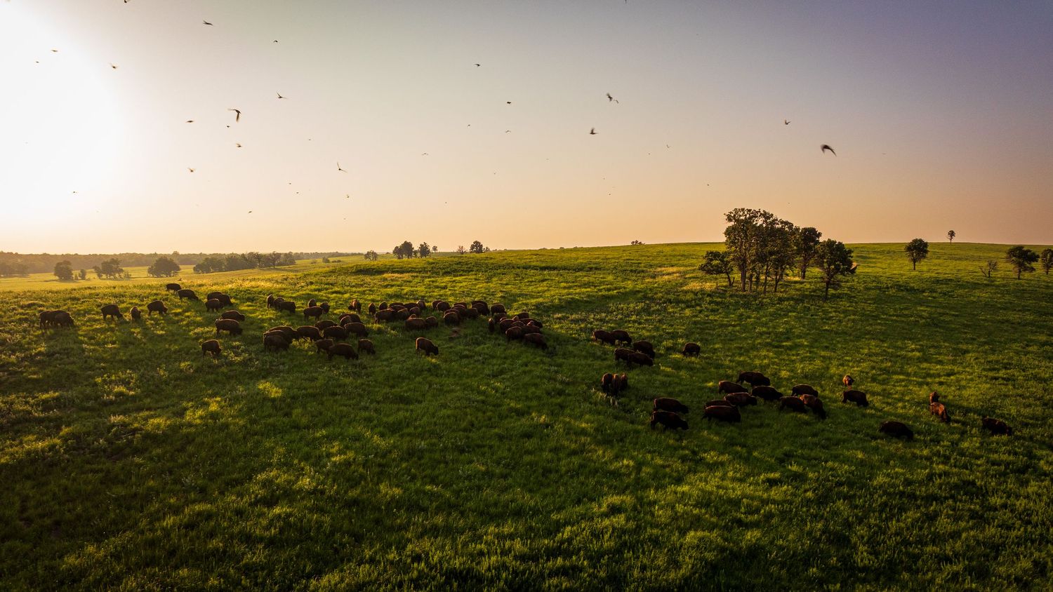 Cattle grazing in a green pasture during golden hour as birds fly overhead.