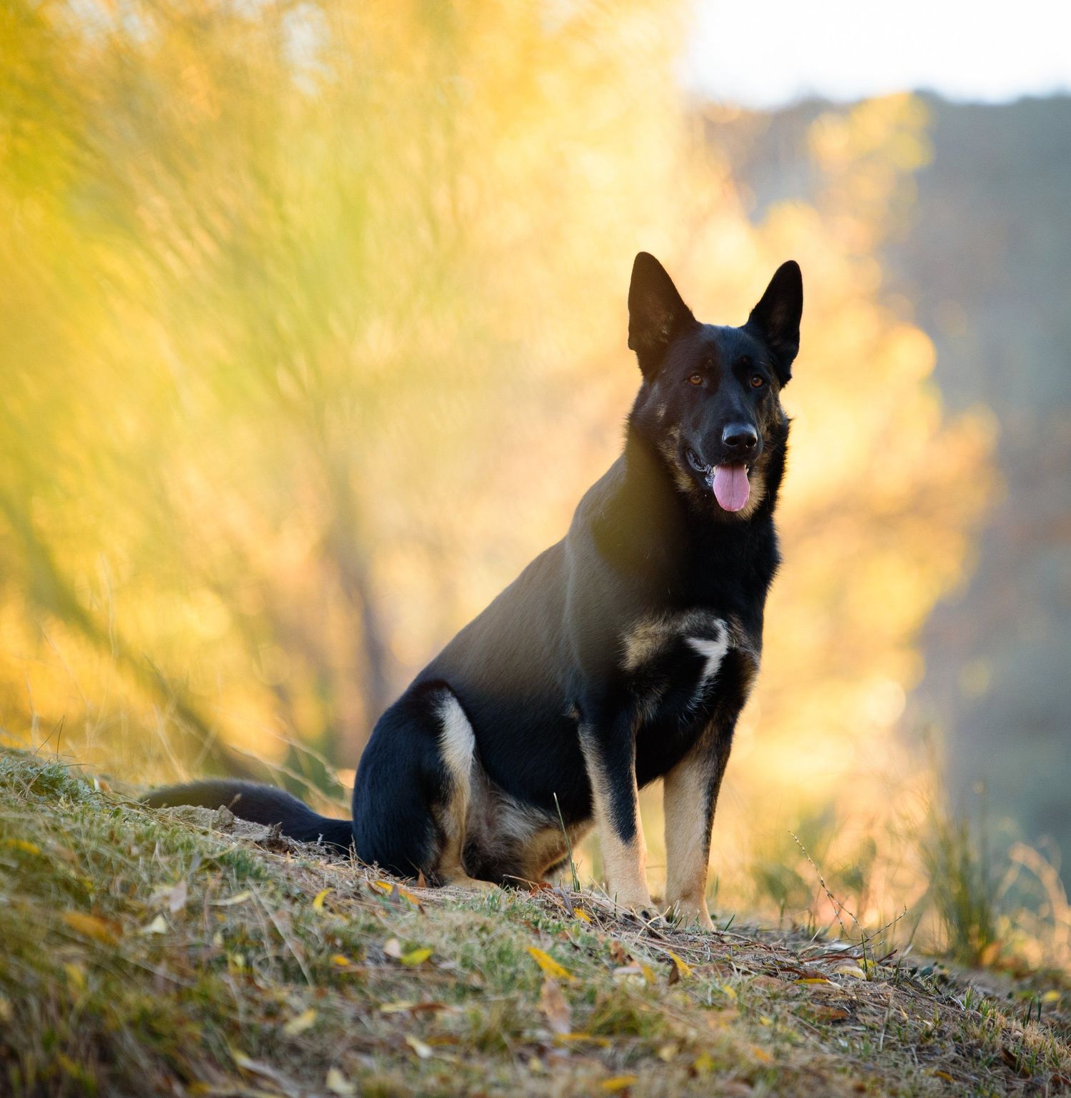 A German Shepherd dog sits alertly on a hill against a golden sunset background with blurred fall foliage.