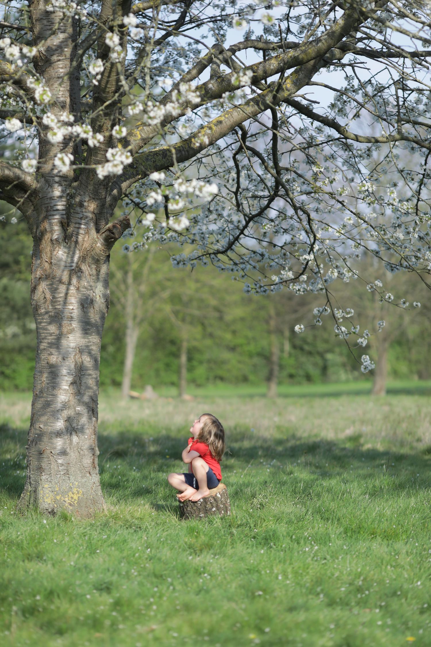 A child sits under a blooming spring tree in a peaceful green meadow on a sunny afternoon.