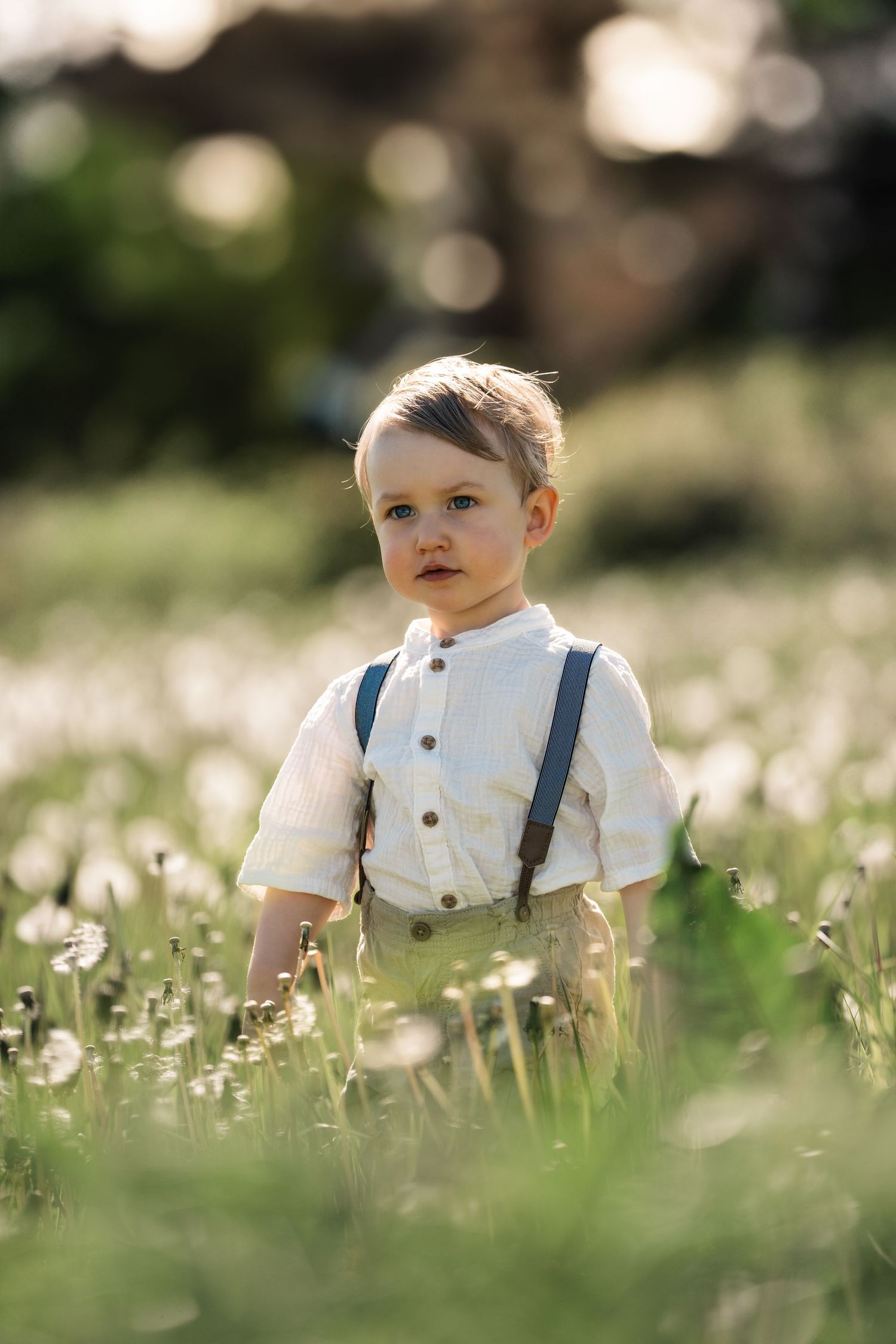 Barnefotografering av et lite barn i lyse klær og bukseseler som sitter blant blomstrende prestekrager på en solbelyst eng.