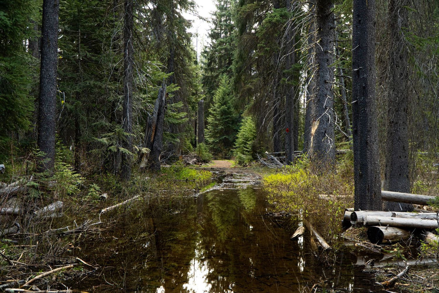 Forest