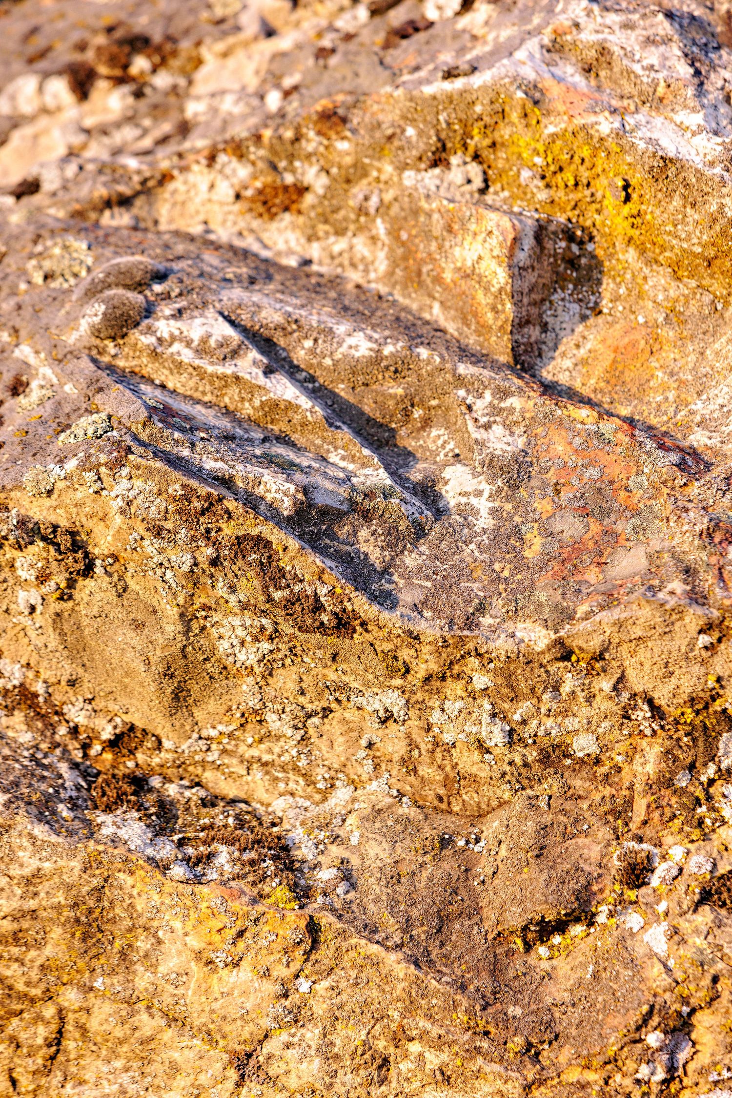 Close-up of fossilized remains in brown sedimentary rock showing ancient bone or shell fragments preserved in stone.