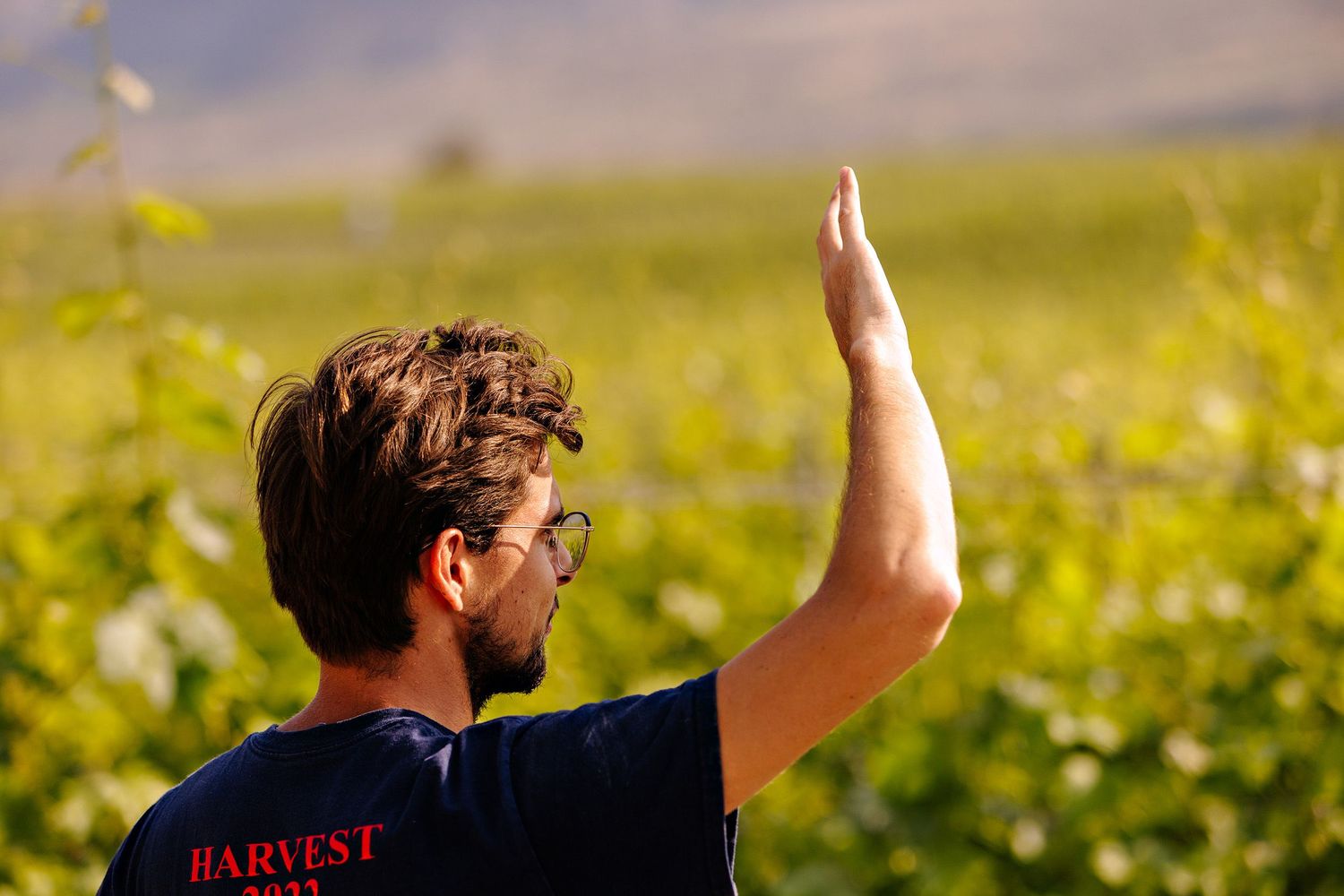 Person in a black t-shirt raises hand while standing in a sunny field of green vegetation.