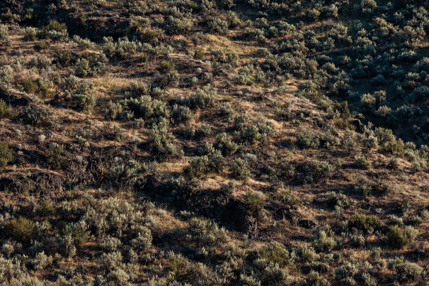 Desert hillside with scattered brush and vegetation growing on arid brown terrain in golden sunlight.