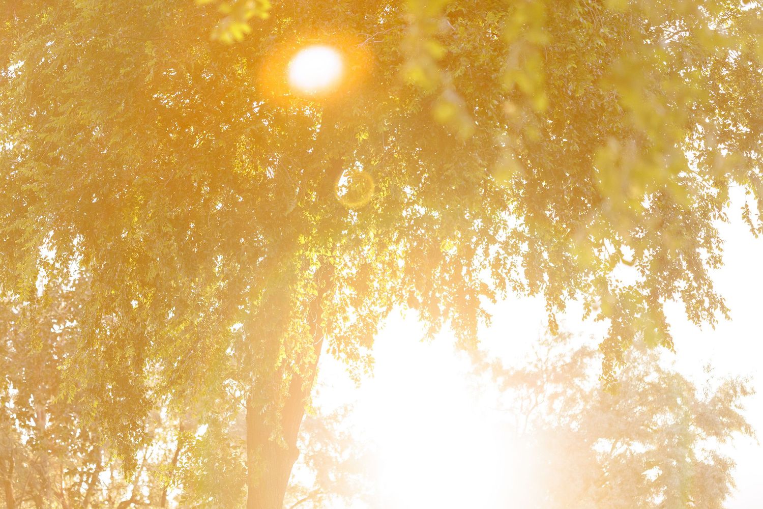 Golden sunlight streams through hanging tree branches creating a dreamy bokeh effect at sunset.