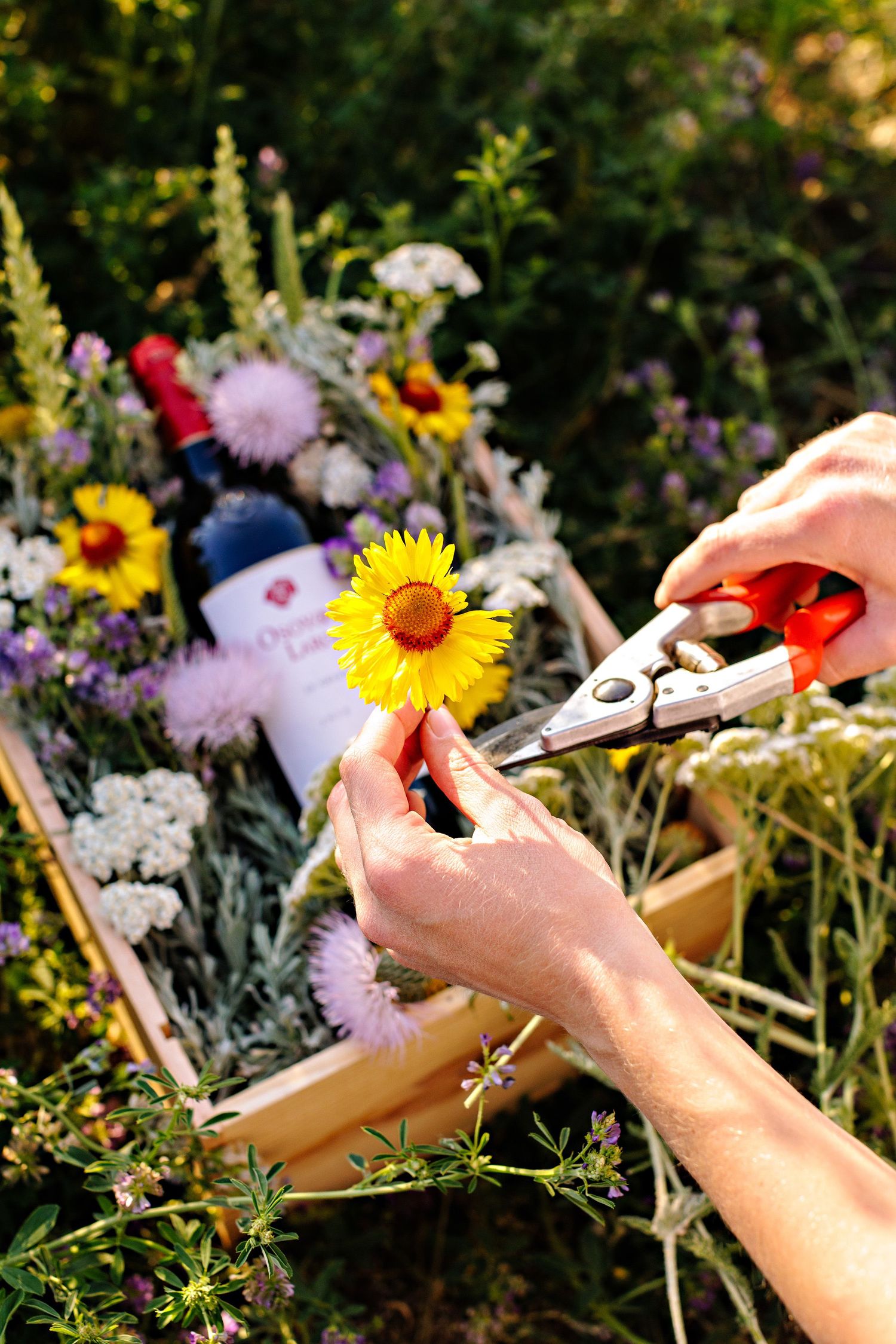 Hands holding pruning shears while trimming bright yellow sunflowers in a vibrant summer garden with mixed blooms.