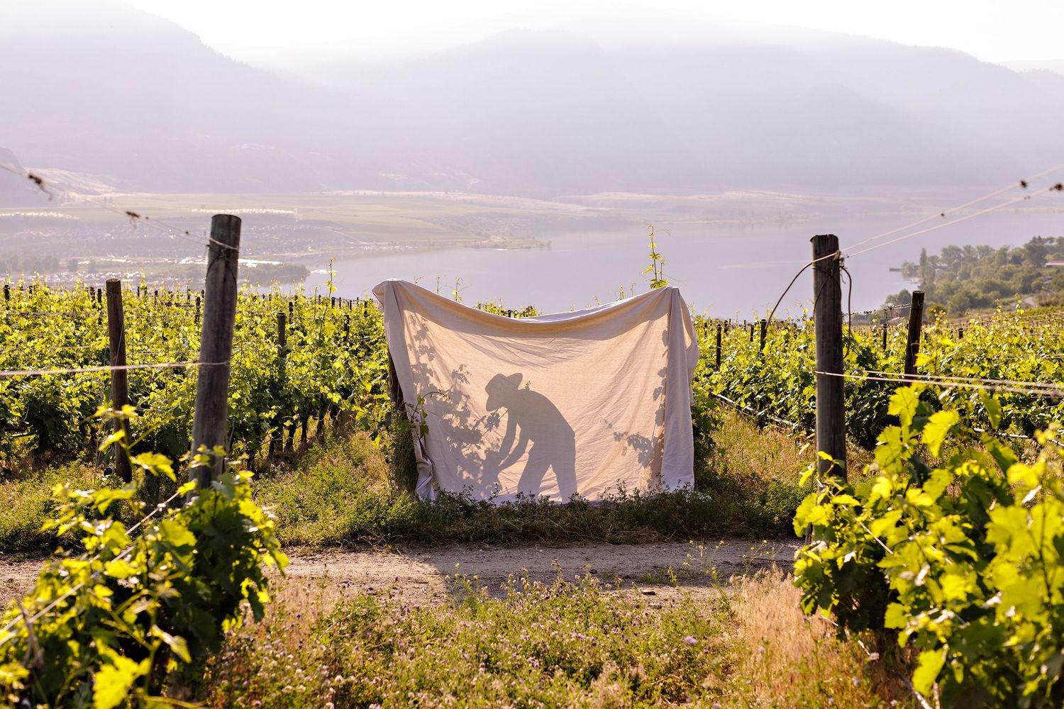 Old cloth hanging between vineyard posts with sunlit grape vines and misty mountains in background at sunset.