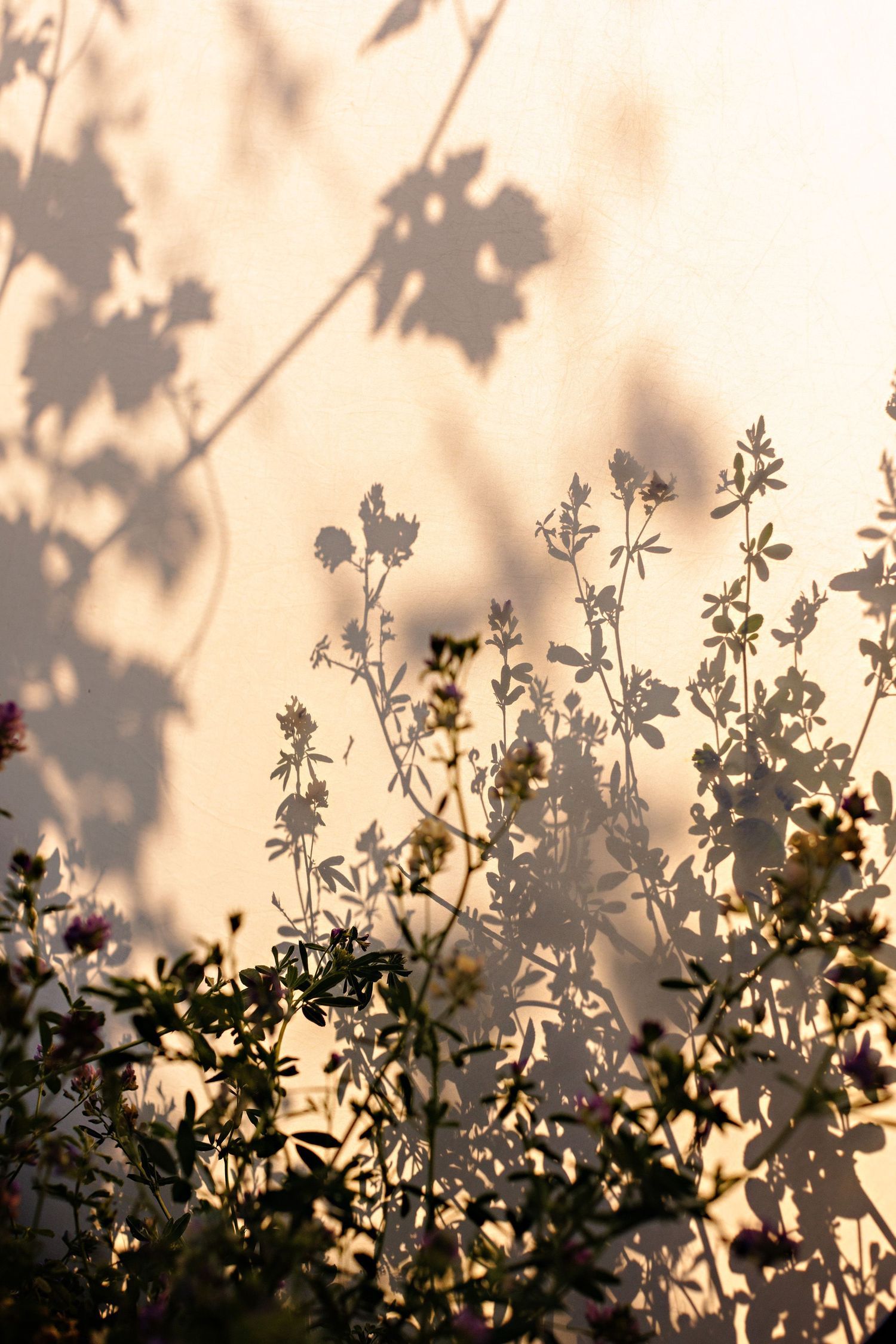 Silhouettes of delicate flowers and leaves cast shadows against a soft beige wall in warm evening light.