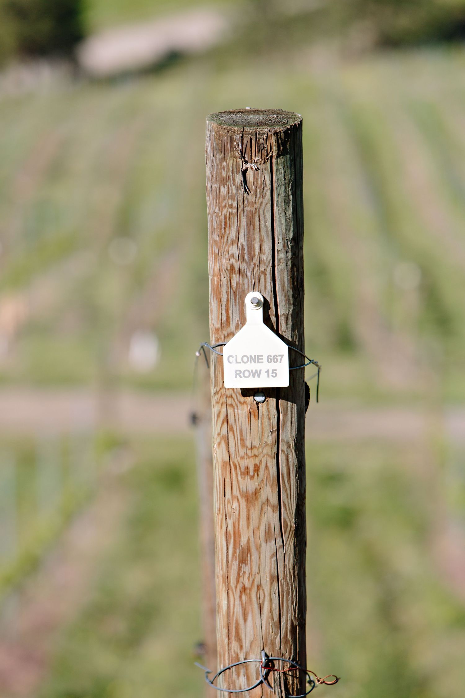 Weathered wooden vineyard post with small white label marker attached in a blurred field setting.