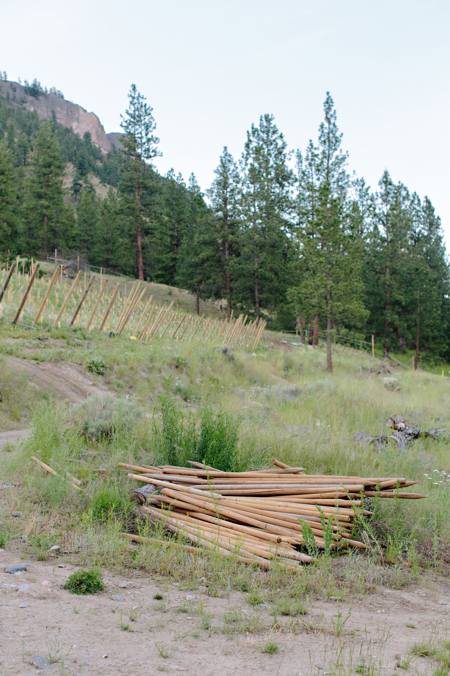 A pile of wooden boards lies on grassy ground with evergreen trees and a rocky hillside in the background.