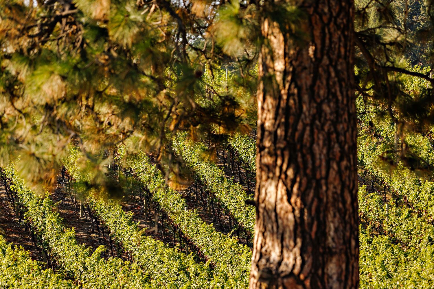 Sunlit vineyard rows with shadows cast by a pine tree trunk in the foreground creating diagonal patterns.