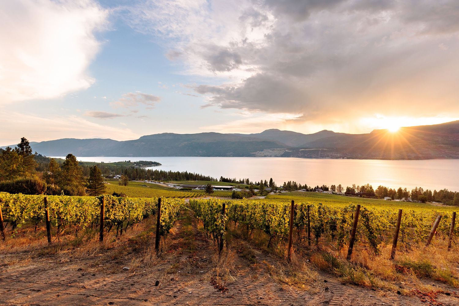 Golden sunset over vineyard rows overlooking Okanagan Lake with mountains and dramatic clouds in British Columbia.