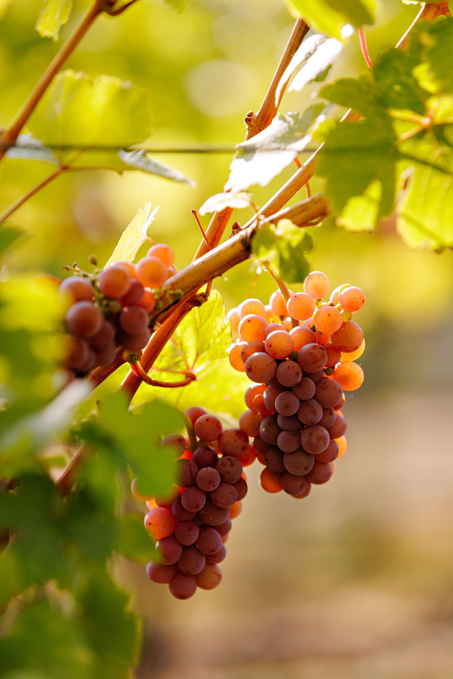 Fresh red wine grapes hanging from green vines in a vineyard with sunlit bokeh background.
