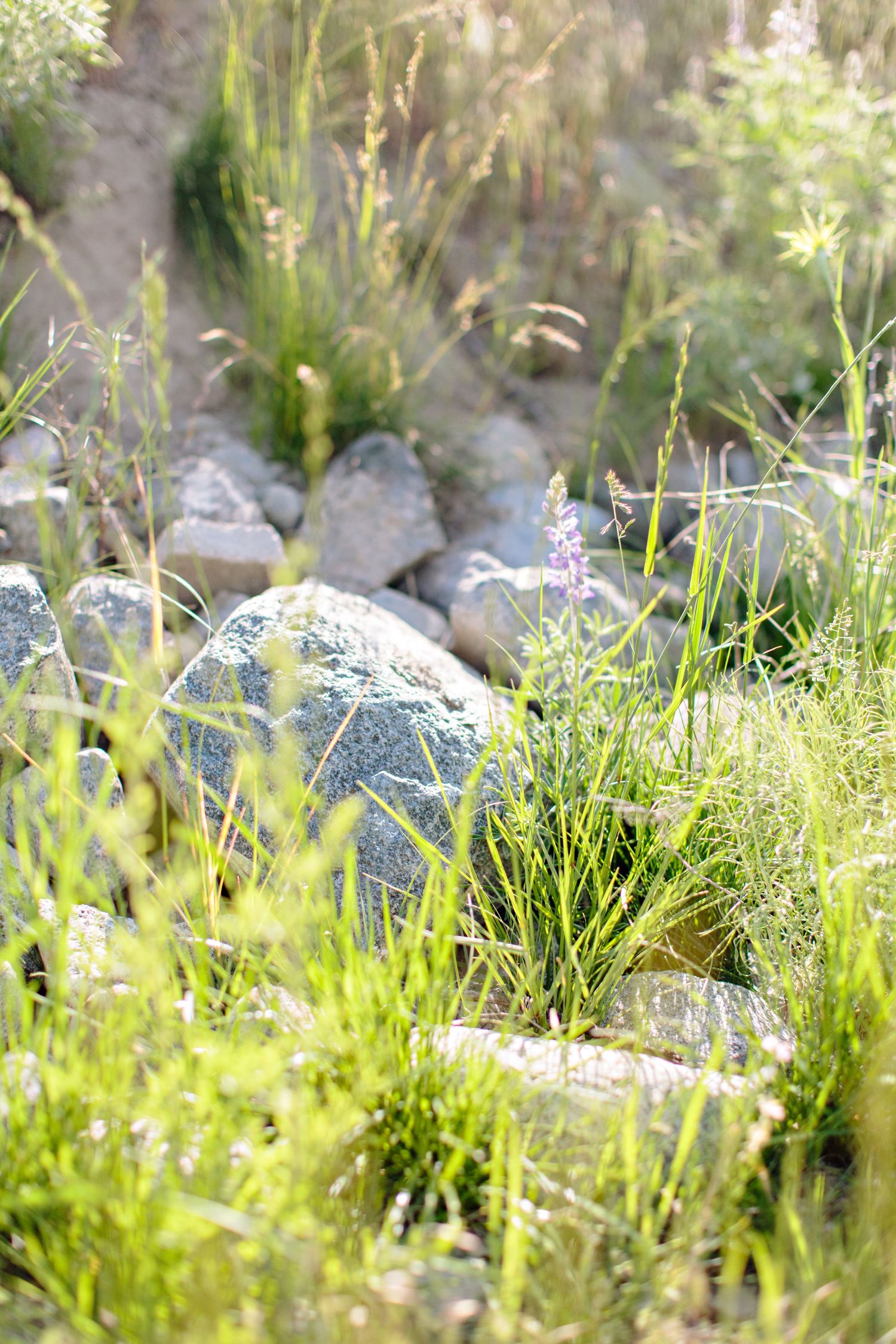 Natural garden scene with wildflowers and tall grasses growing between gray rocks in soft sunlight.