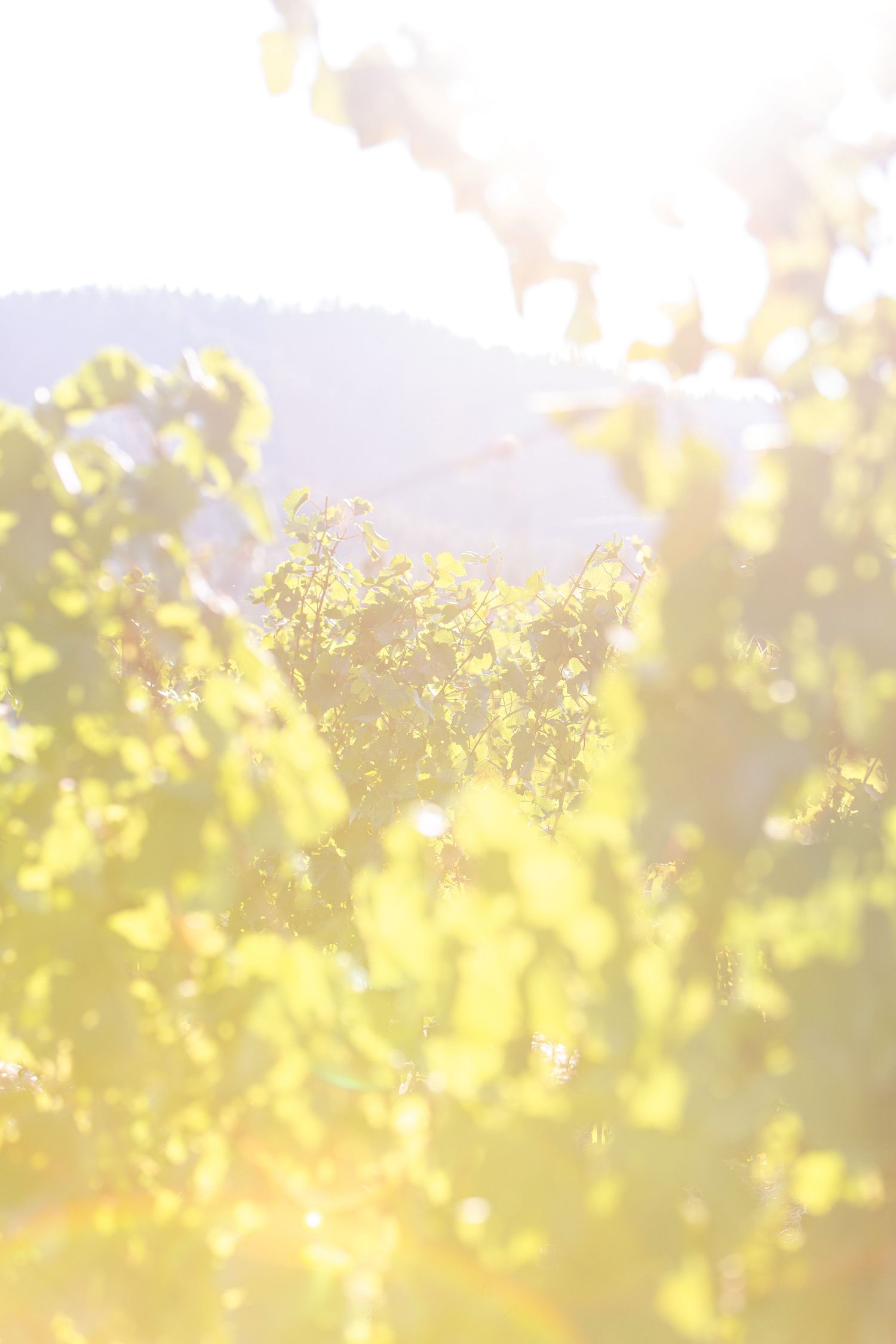 Sunlit yellow wildflowers bloom in a meadow with soft bokeh effect and mountain silhouette in the background.