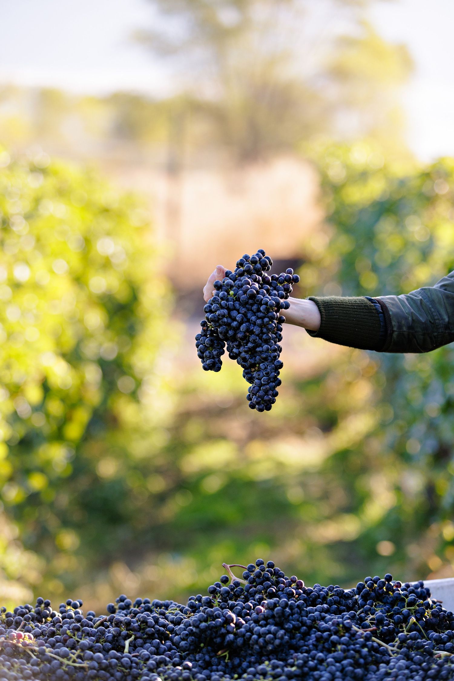 Hand holding fresh cluster of purple wine grapes above harvest pile during vineyard picking season.