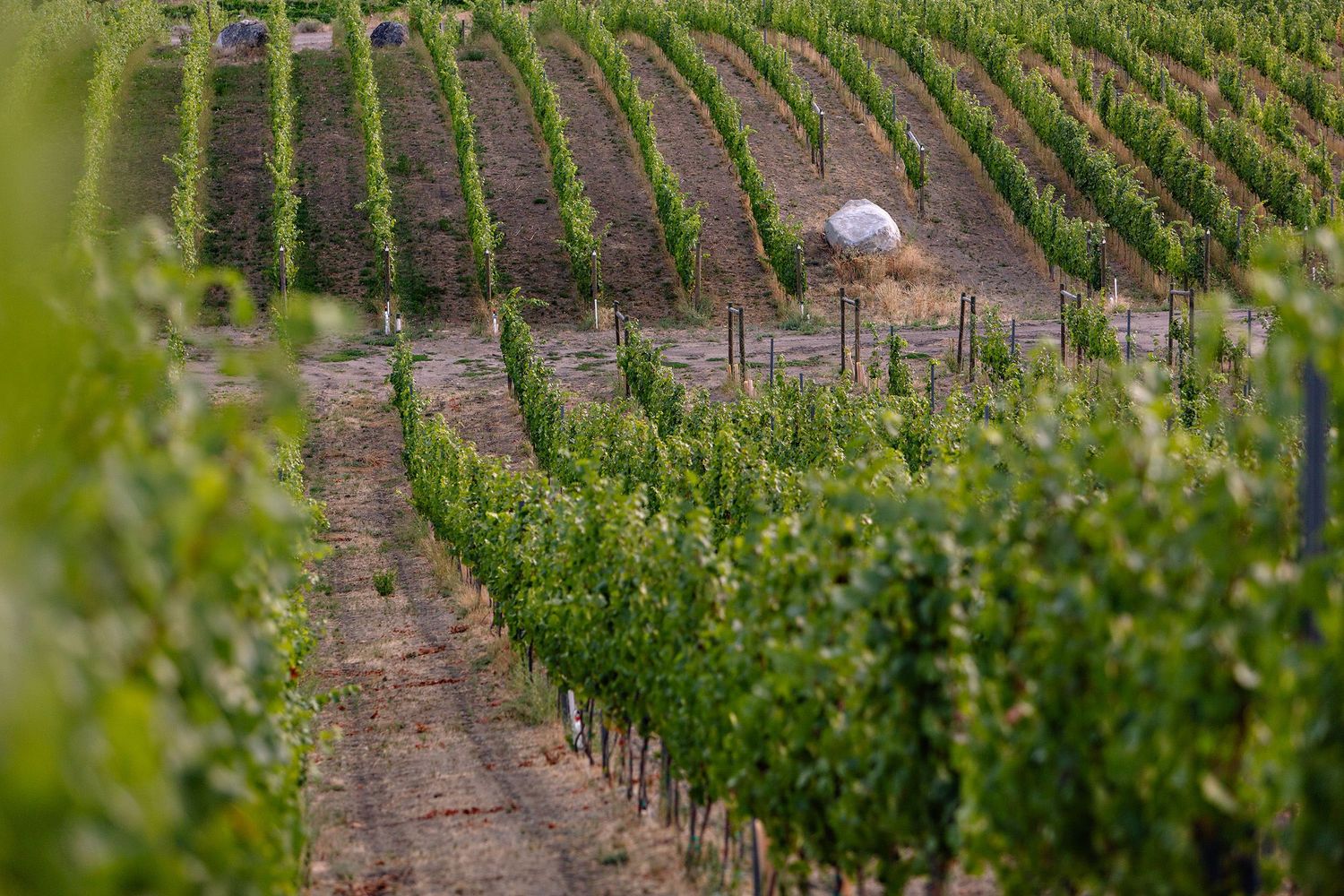 Curved rows of grapevines line the hillside of a vineyard with a dome structure visible in the distance.