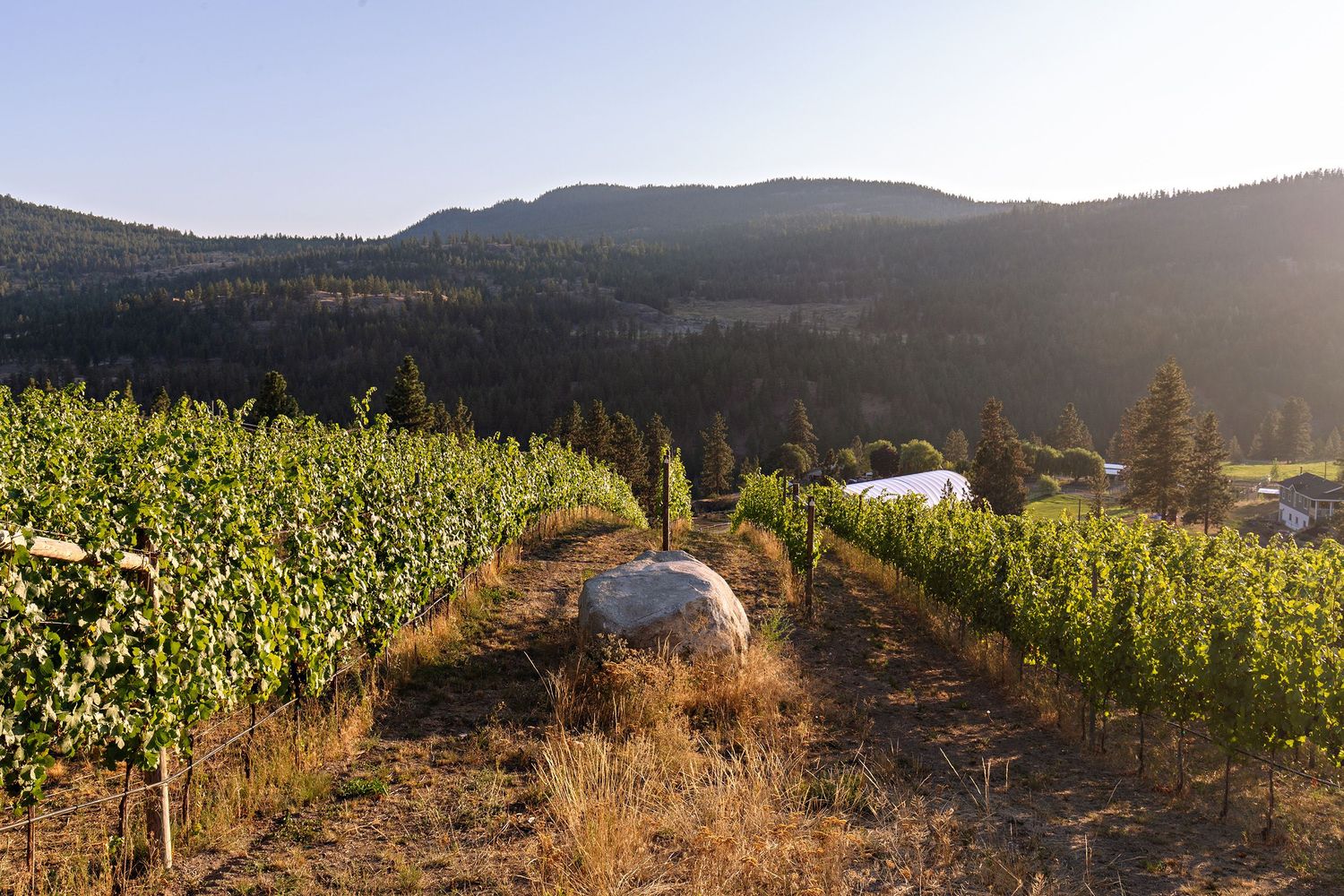 Scenic vineyard row with tall corn stalks and distant mountains at sunset in a rural valley setting.