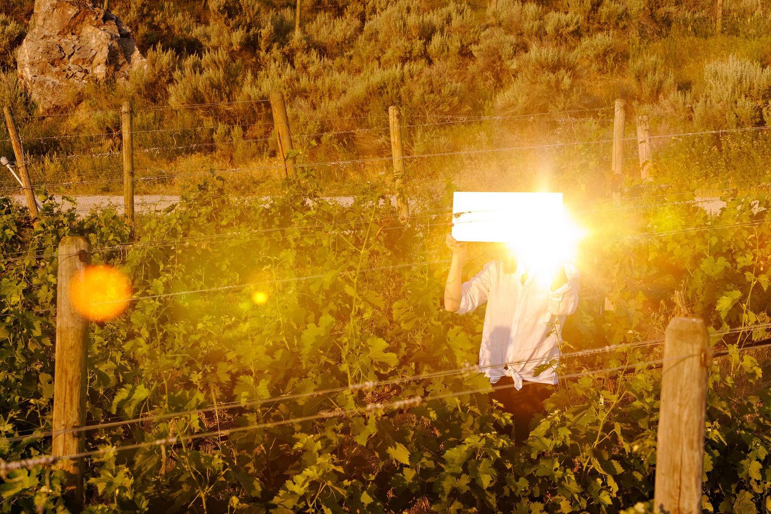 White laundry hanging on clothesline glows in golden sunlight through lush green garden foliage at dusk.