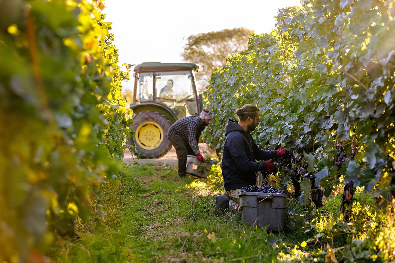 Workers harvest wine grapes in a vineyard at sunset with a tractor parked in the background among lush green vines.