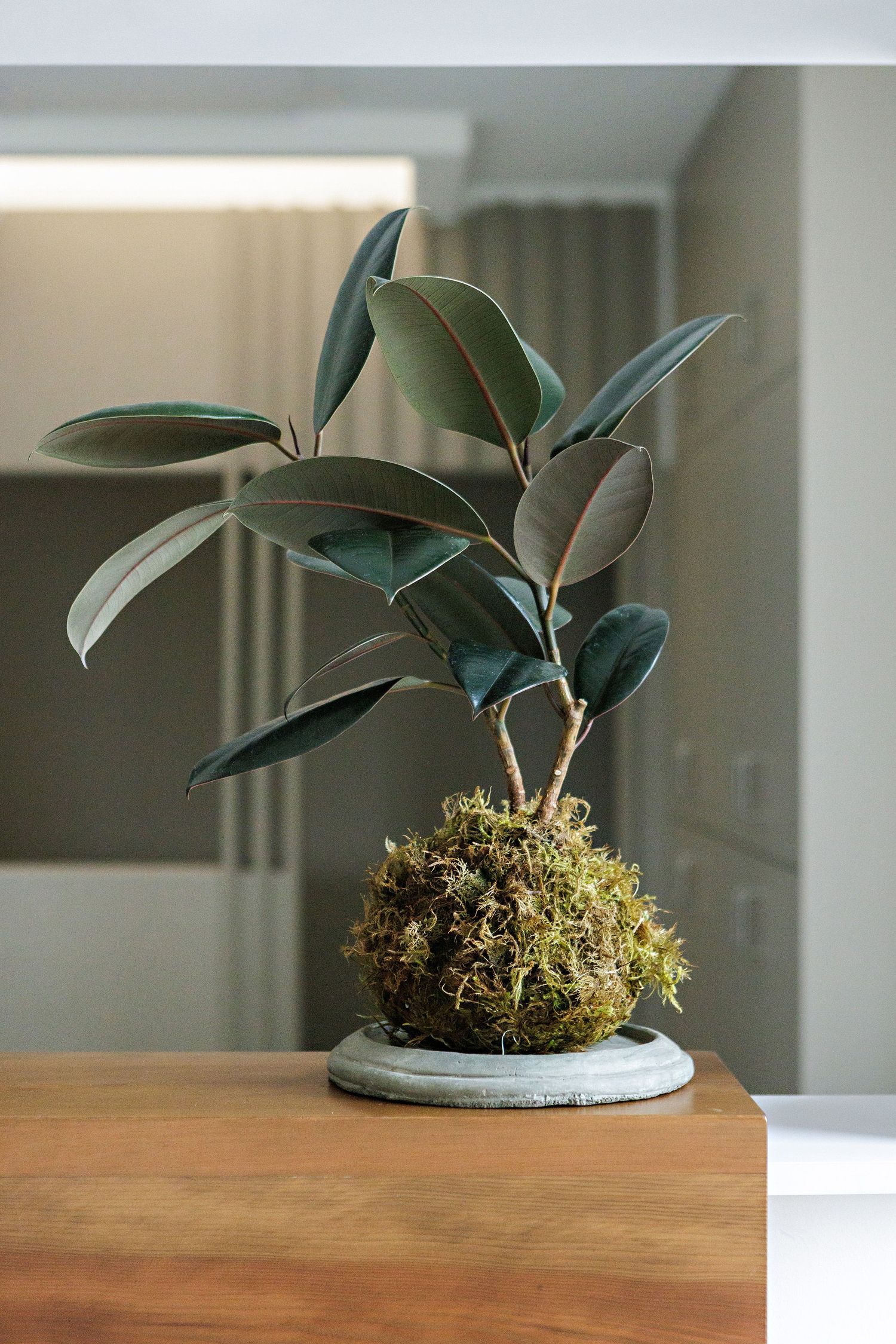 Small potted orchid plant with dark green leaves and moss base sits on wooden surface in natural lighting.